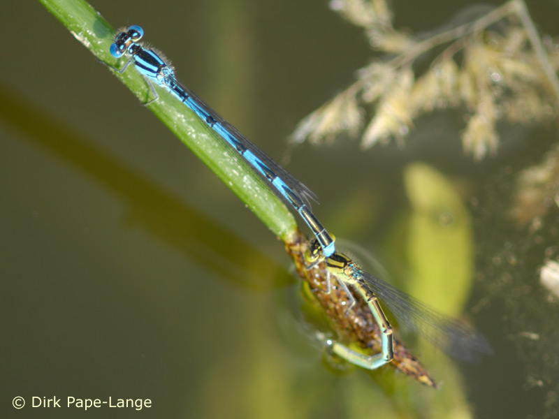 Erythromma lindenii - ponte